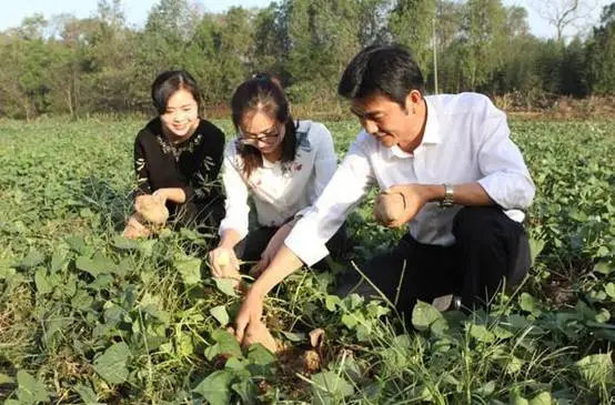 种植地瓜视频教程_野生地瓜种植技术视频_致富经野地瓜种植视频