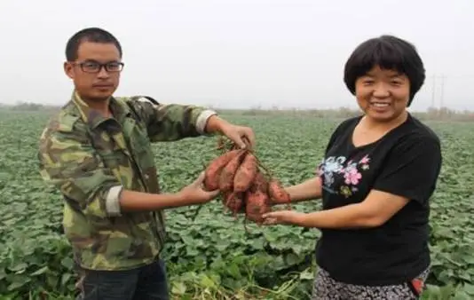 野生地瓜种植技术视频_种植地瓜视频教程_致富经野地瓜种植视频