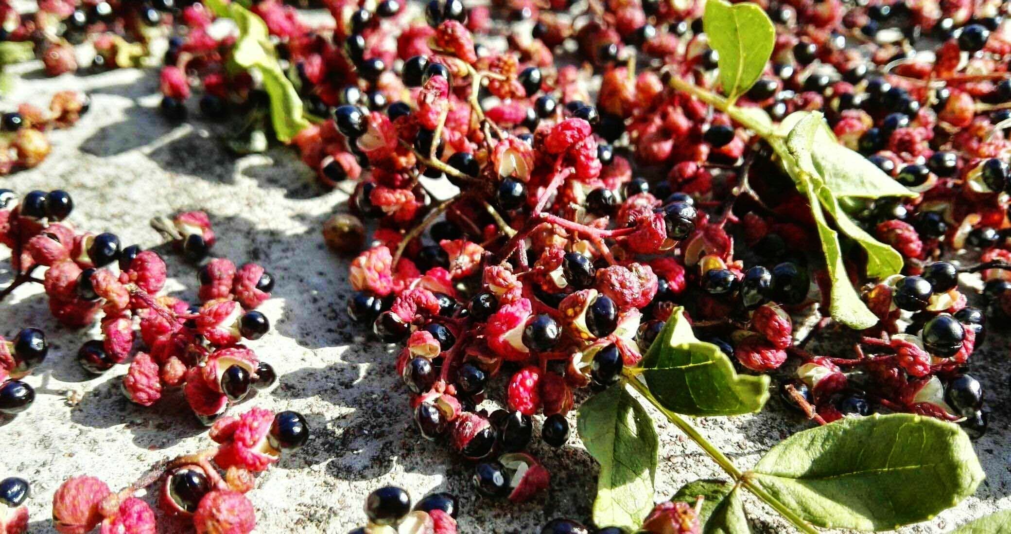 致富春季豆种植技术视频_春季致富豆种植_春季豆类种植