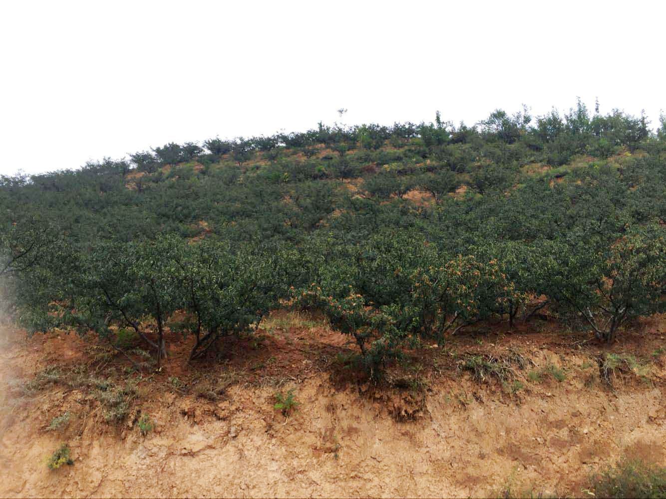 春季豆类种植_致富春季豆种植技术视频_春季致富豆种植