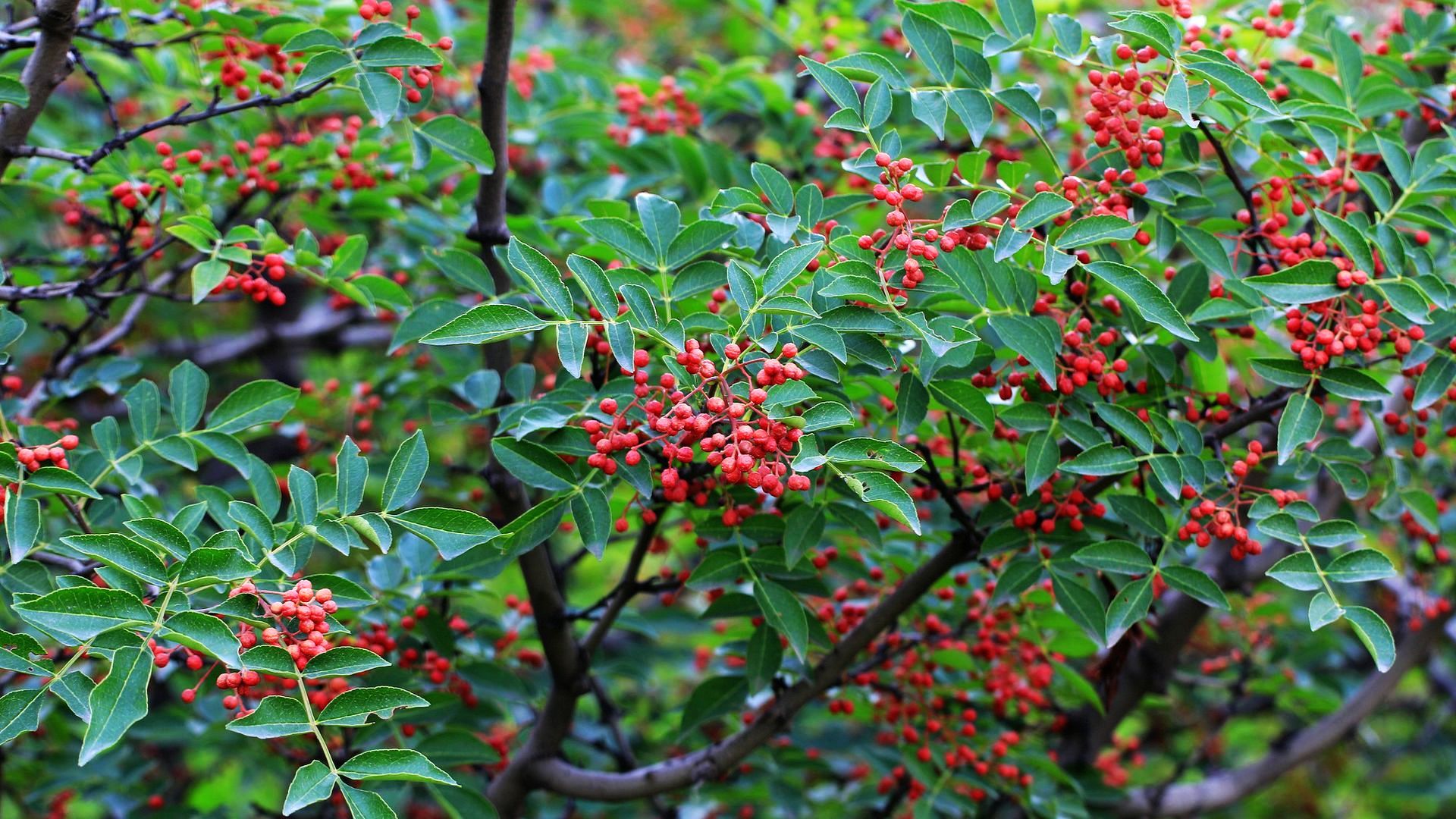 春季豆类种植_致富春季豆种植技术视频_春季致富豆种植