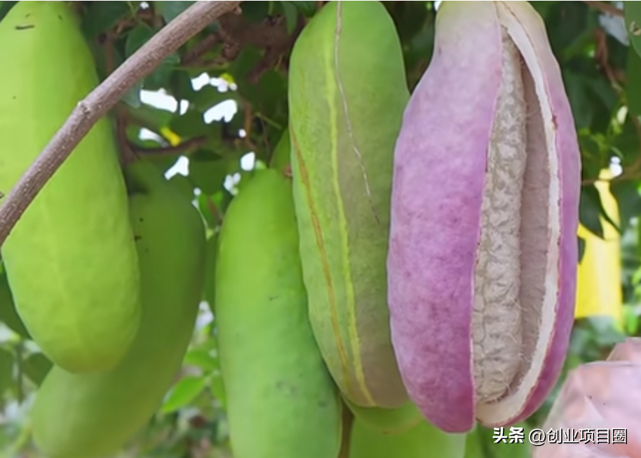 农村种植致富机会_农村致富项目种植业_致富种植农村机会有哪些