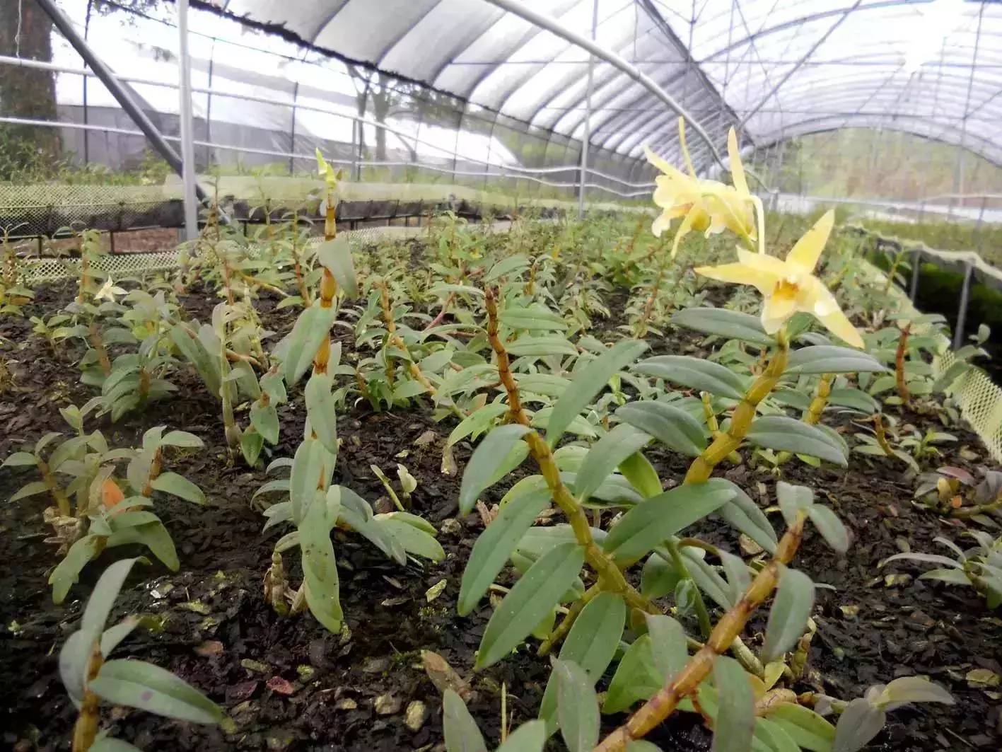 致富种植铁皮石斛好吗_铁皮石斛种植赚钱吗_致富经铁皮石斛种植