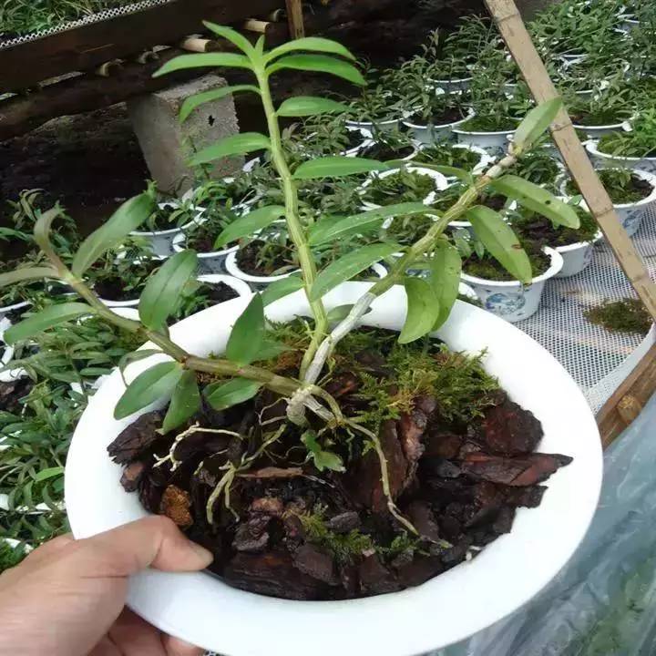 致富种植铁皮石斛好吗_铁皮石斛种植赚钱吗_致富经铁皮石斛种植