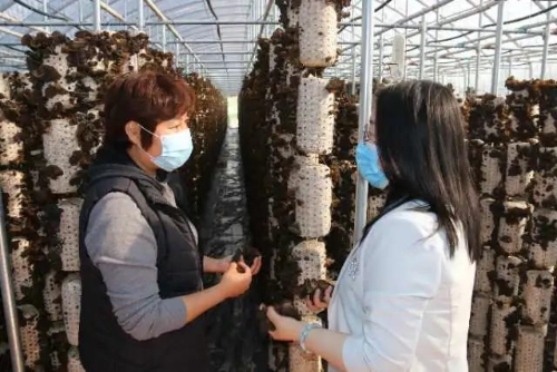 种植木耳致富视频_种植木耳视频教程_木耳种植挣钱吗