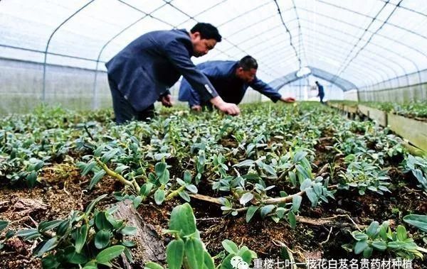 致富种植铁皮石斛好吗_致富经铁皮石斛种植_致富种植铁皮石斛视频