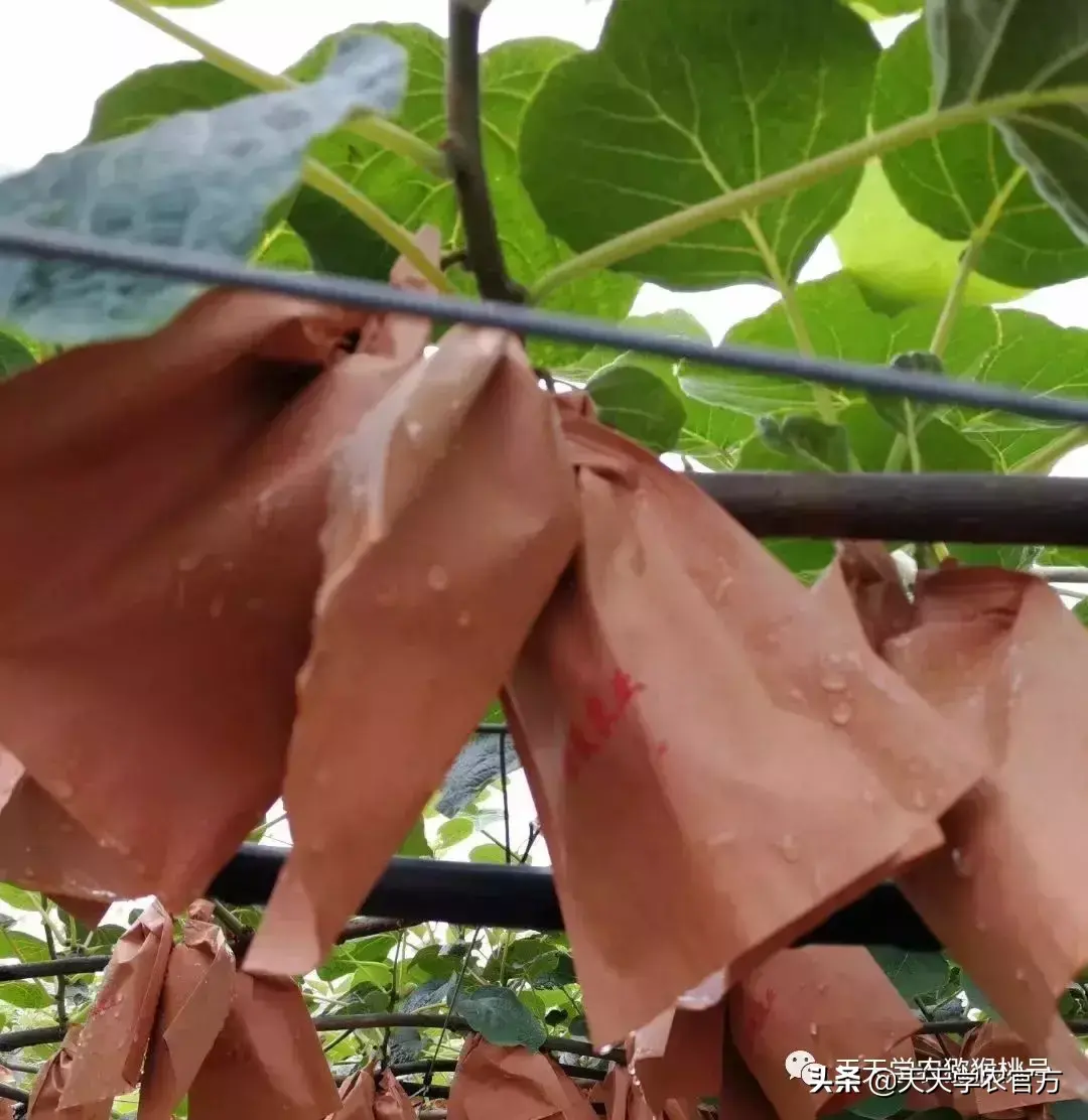 弥猴桃的种植技术视频_弥猴桃的种植技术_弥猴桃怎样种植请视频指观