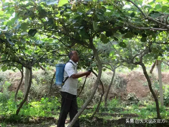 弥猴桃怎样种植请视频指观_弥猴桃的种植技术视频_弥猴桃的种植技术