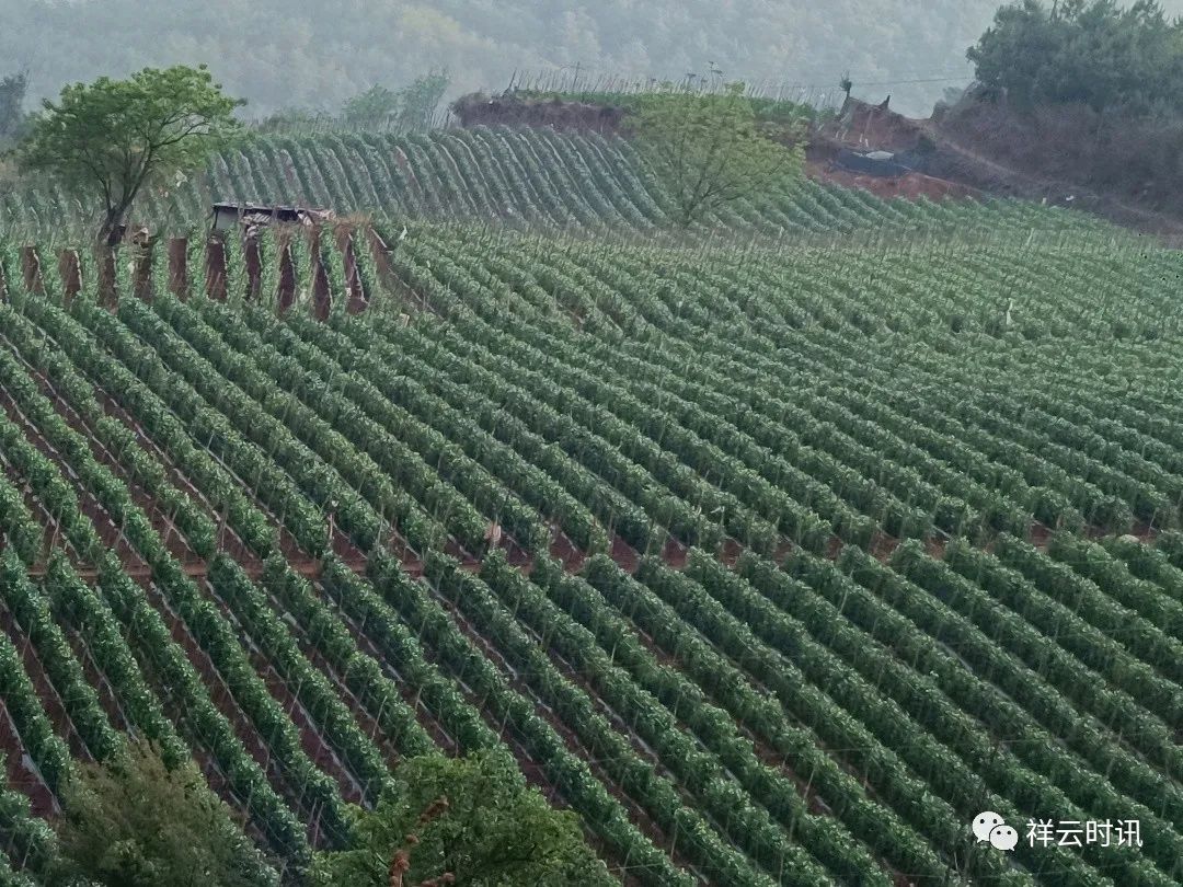 豌豆种植致富_豌豆种植效益_致富豌豆种植技术视频