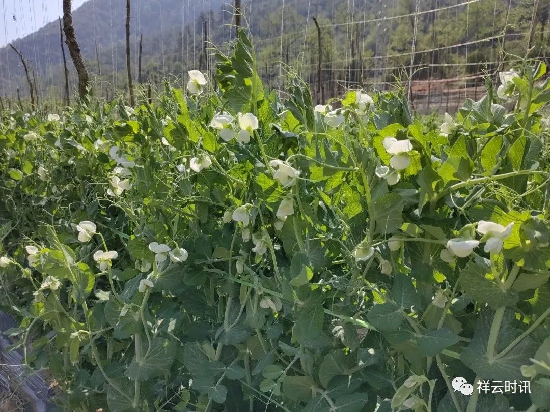 豌豆种植效益_致富豌豆种植技术视频_豌豆种植致富