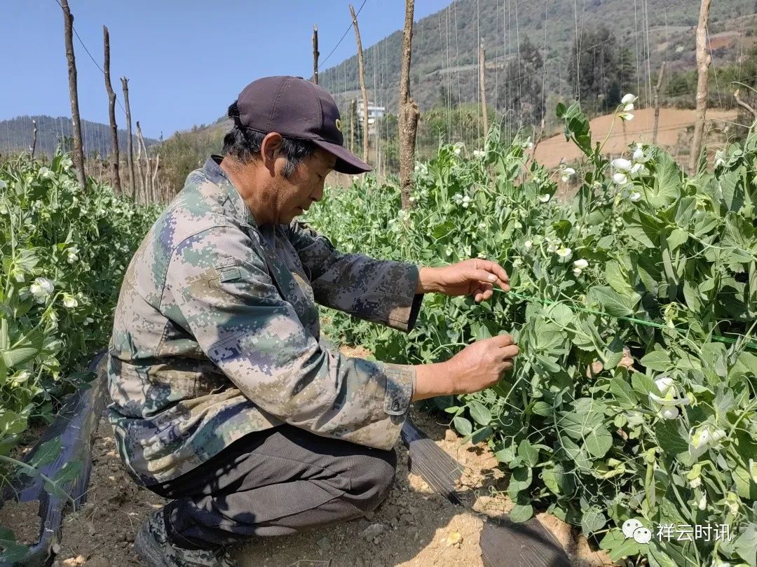 豌豆种植致富_致富豌豆种植技术视频_豌豆种植效益