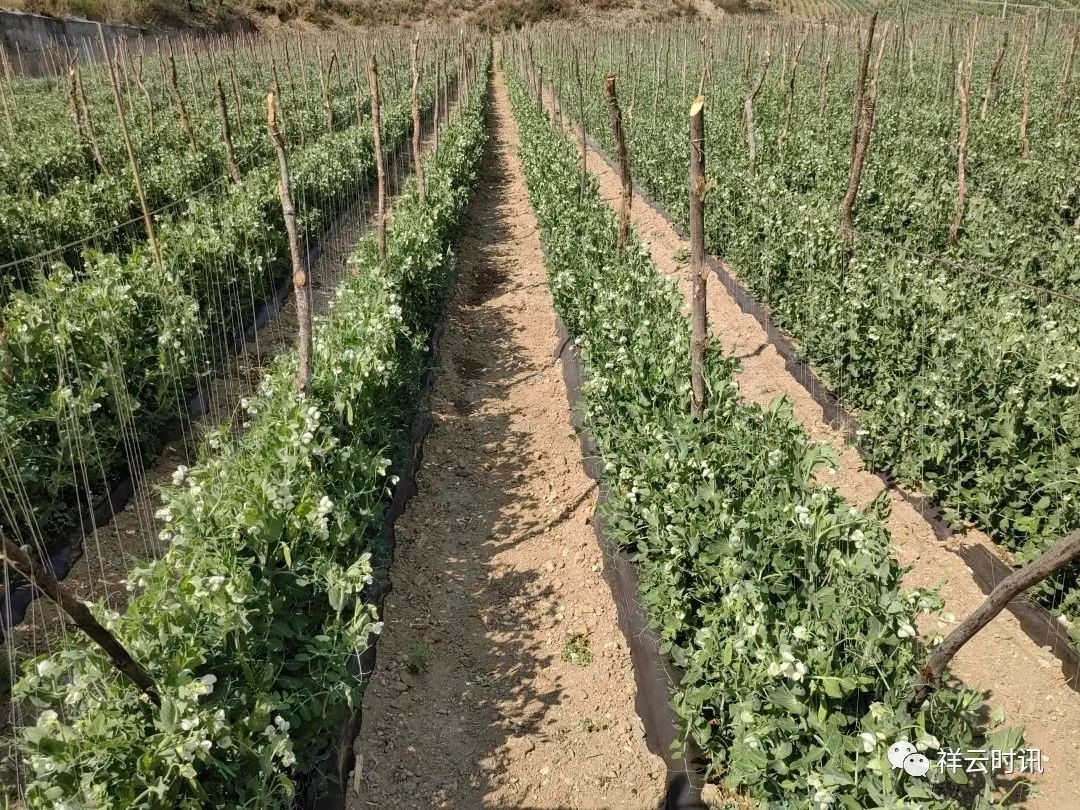 豌豆种植效益_致富豌豆种植技术视频_豌豆种植致富