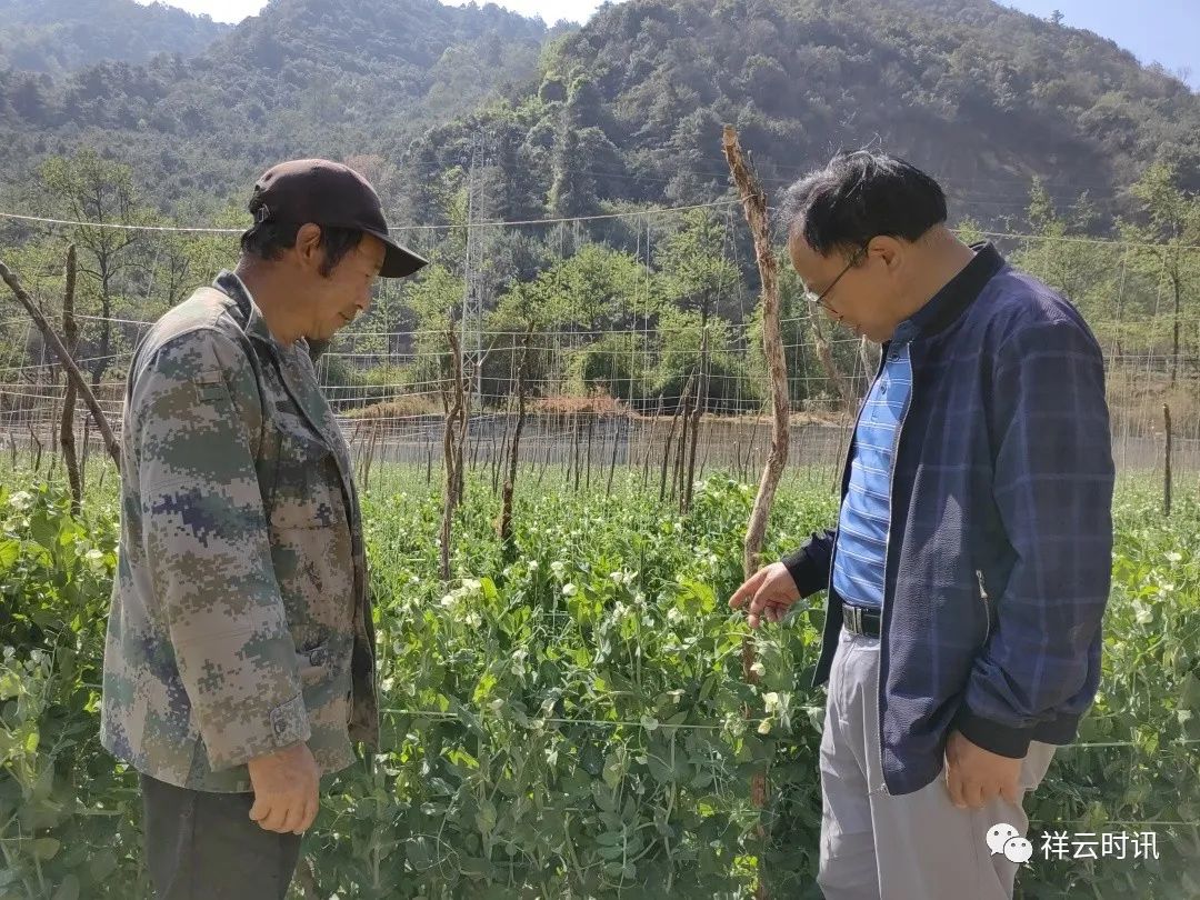 豌豆种植效益_致富豌豆种植技术视频_豌豆种植致富