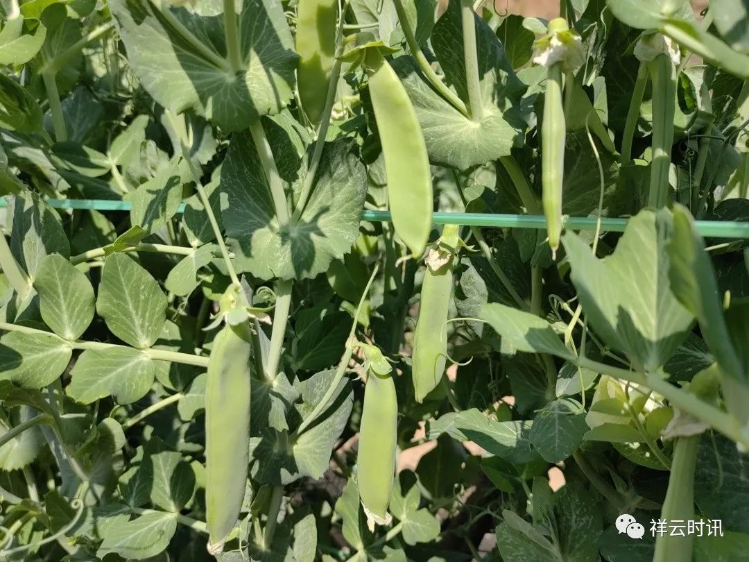 致富豌豆种植技术视频_豌豆种植效益_豌豆种植致富