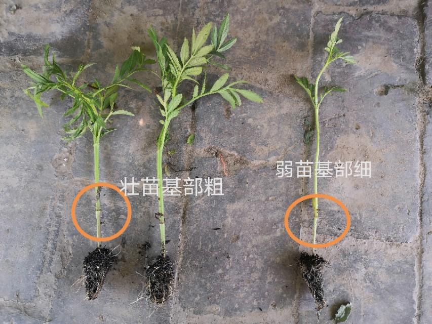 种植万寿菊技术要点_种植万寿菊技术要求_万寿菊的种植技术