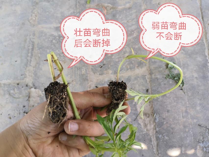 种植万寿菊技术要点_万寿菊的种植技术_种植万寿菊技术要求