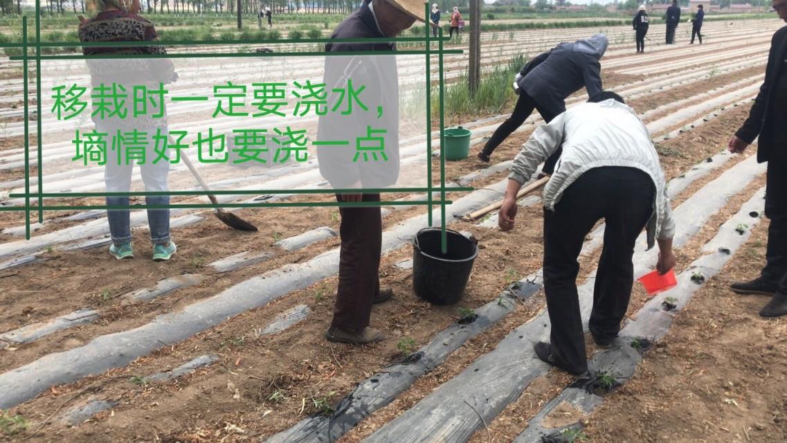 种植万寿菊技术要点_万寿菊的种植技术_种植万寿菊技术要求