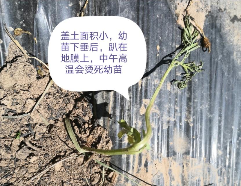 种植万寿菊技术要求_万寿菊的种植技术_种植万寿菊技术要点