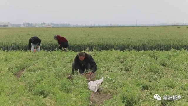 襄州：小豌豆变成致富“金豆豆”