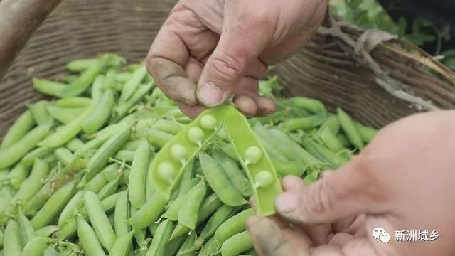 豌豆种植致富_种植豌豆赚钱吗_致富豌豆种植方法