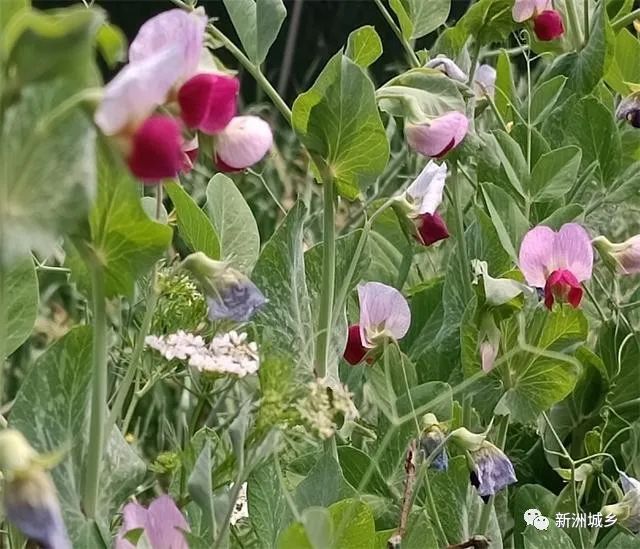 致富豌豆种植方法_种植豌豆赚钱吗_豌豆种植致富