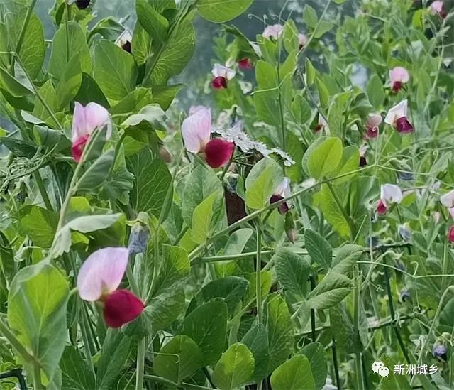 种植豌豆赚钱吗_豌豆种植致富_致富豌豆种植方法