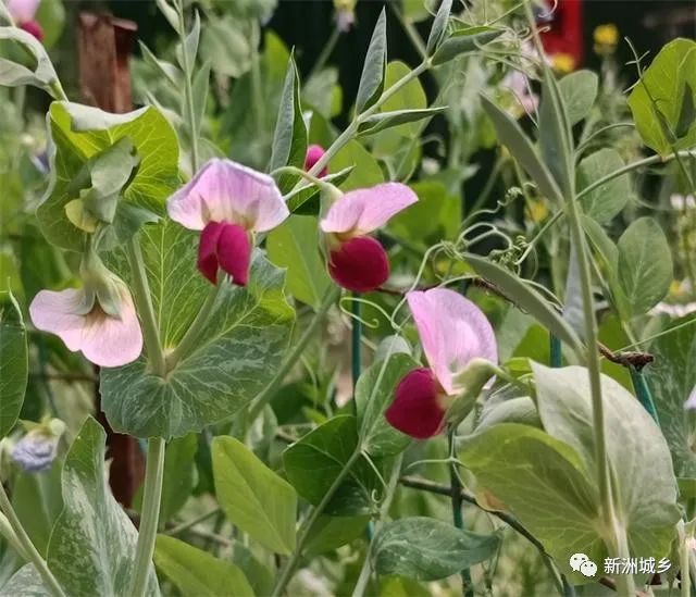 豌豆种植致富_种植豌豆赚钱吗_致富豌豆种植方法