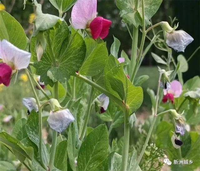 种植豌豆赚钱吗_致富豌豆种植方法_豌豆种植致富