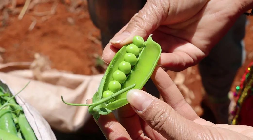 豌豆种植致富_致富豌豆种植技术视频_豌豆种植效益