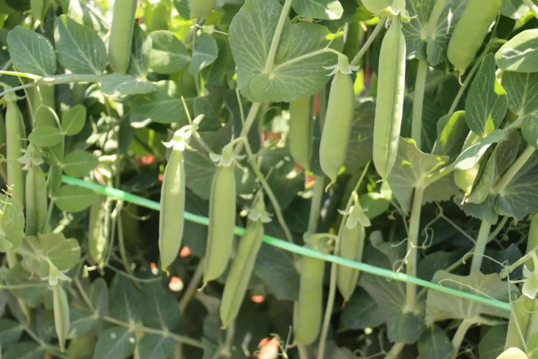 豌豆种植效益_豌豆种植致富_致富豌豆种植技术视频