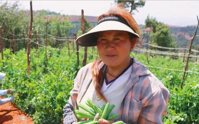 豌豆种植效益_致富豌豆种植技术视频_豌豆种植致富