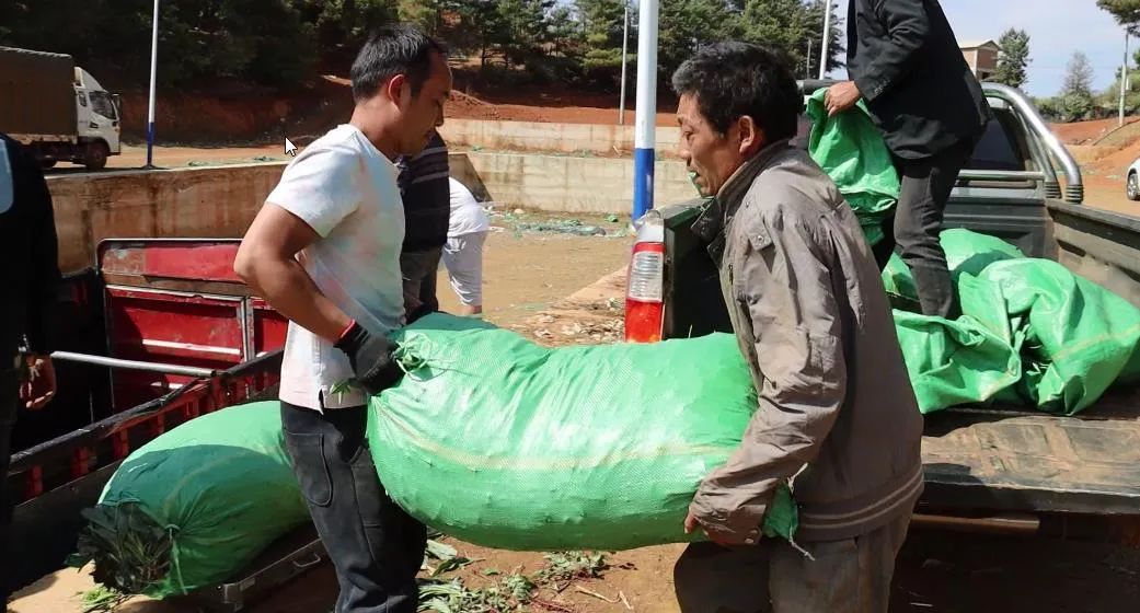 致富豌豆种植技术视频_豌豆种植致富_豌豆种植效益