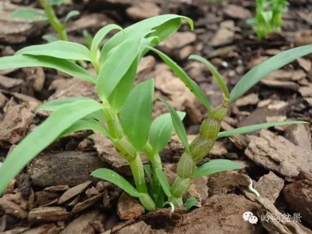 致富经铁皮石斛种植_铁皮石斛种植赚钱吗_致富种植铁皮石斛怎么样