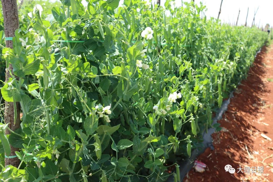 致富豌豆种植视频_豌豆种植致富_致富豌豆种植方法