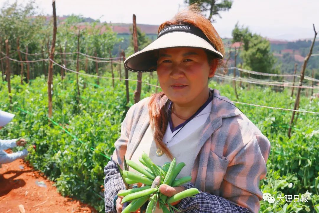 豌豆种植致富_致富豌豆种植方法_致富豌豆种植视频