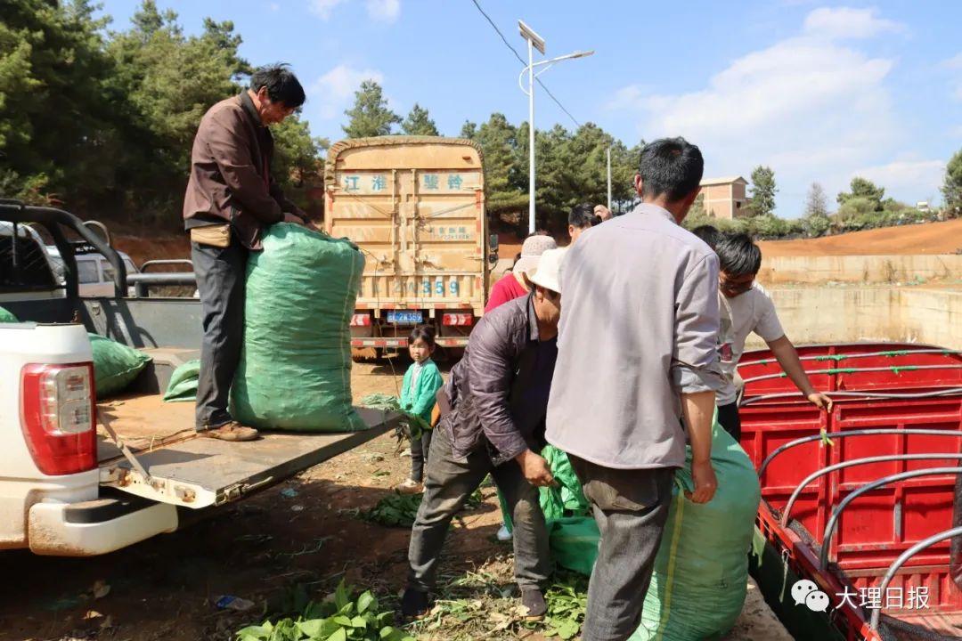 致富豌豆种植方法_豌豆种植致富_致富豌豆种植视频