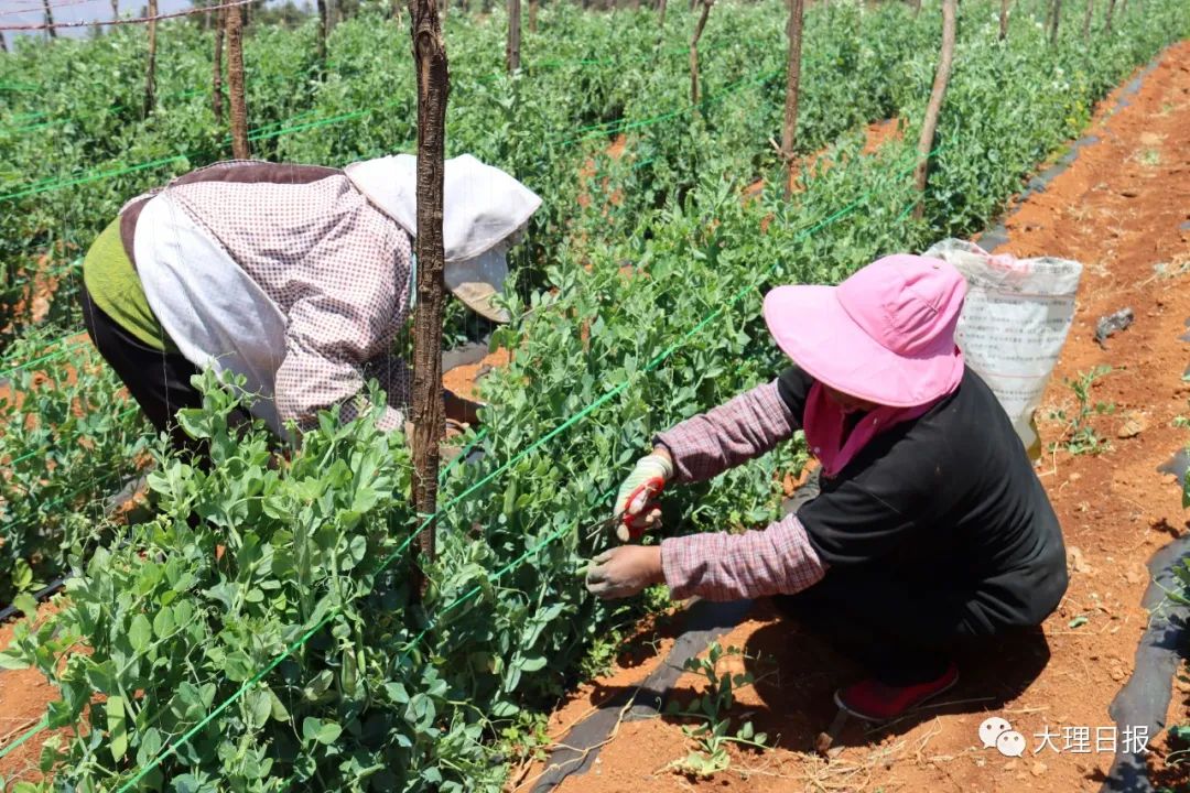 致富豌豆种植方法_致富豌豆种植视频_豌豆种植致富