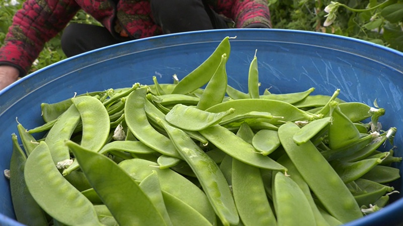 春豆什么时候种植_春季致富豆种植_春季大豆的种植时间