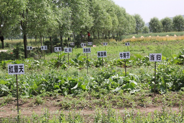 农村种植什么最赚钱投资小？农业种植什么项目前景好挣钱多？