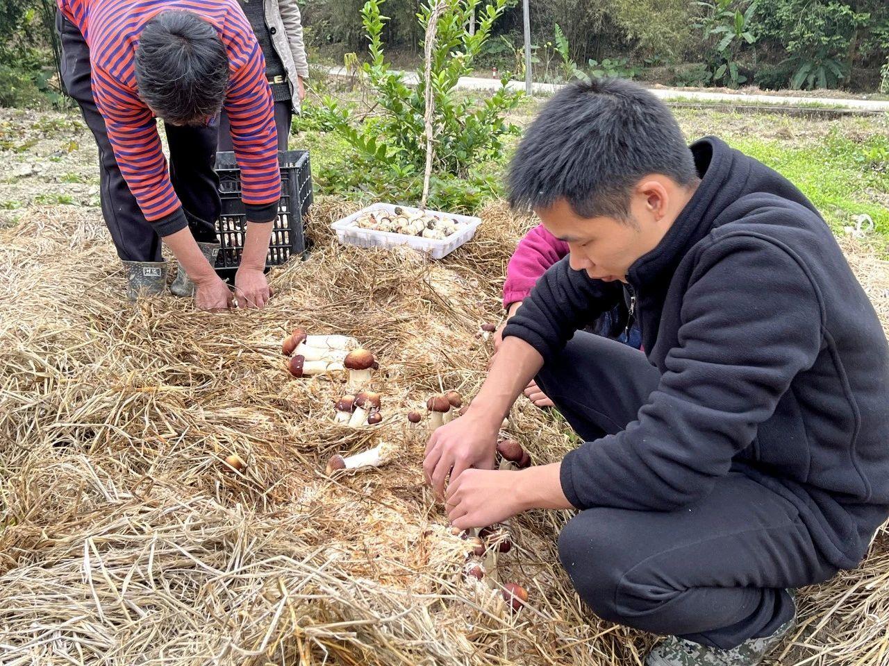 阳春返乡创业青年成功试种“中科一号红松茸”