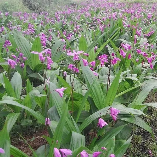 穷人如何致富秘诀穷人致富_致富经讲菌的_致富经菌菇种植