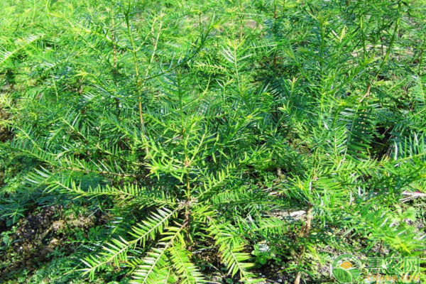 致富种植农村机会有哪些_农民种植致富_农村种植致富机会