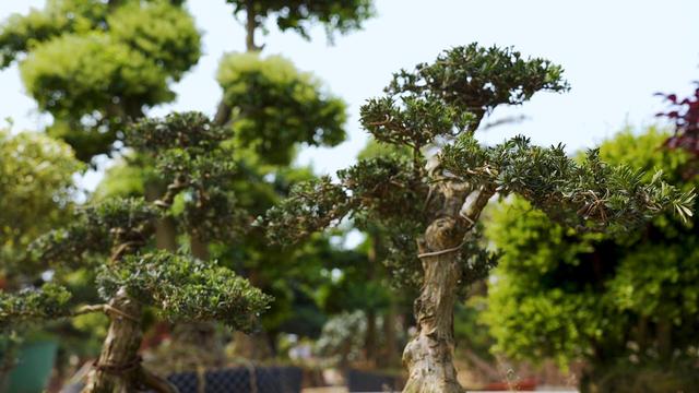 绿心里的家乡｜浏阳柏铃村：种植苗木是家家户户的祖传手艺