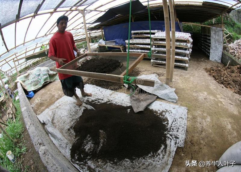 种植利润松茸技术怎么样_松茸种植技术及利润_种植松茸利润怎么样