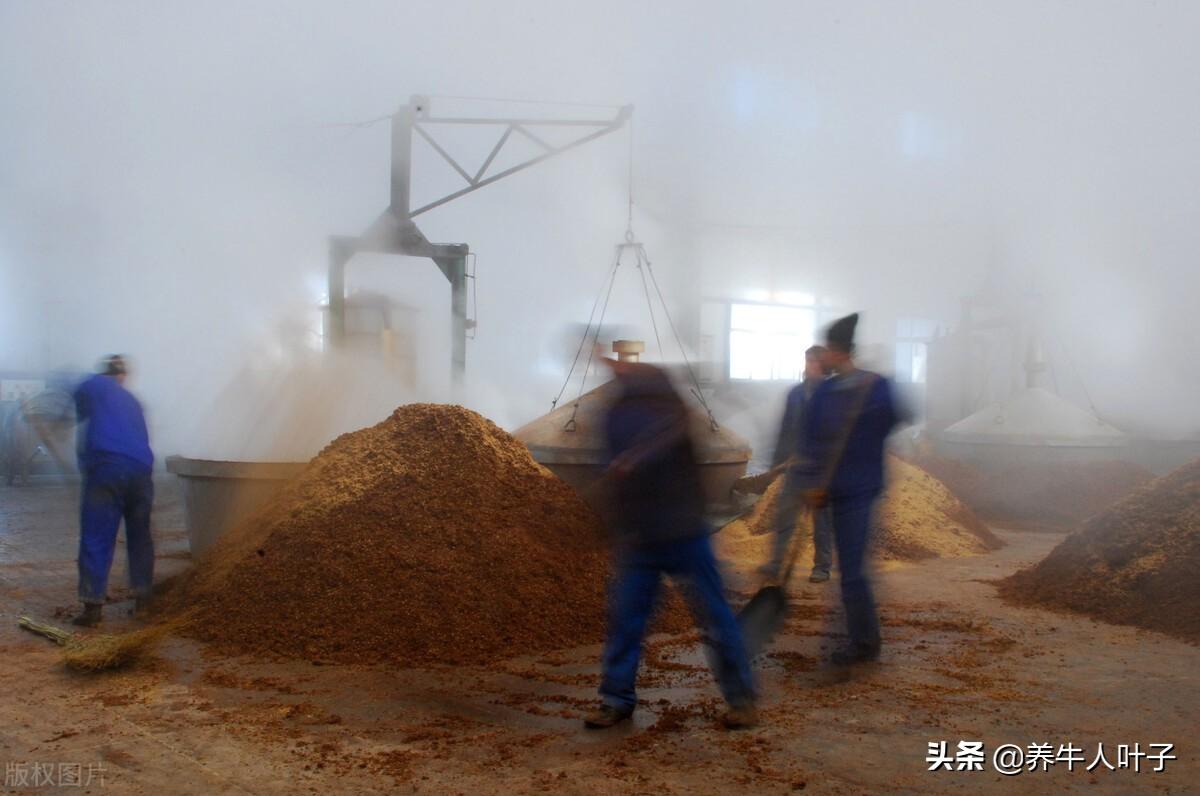 松茸种植技术及利润_种植利润松茸技术怎么样_种植松茸利润怎么样