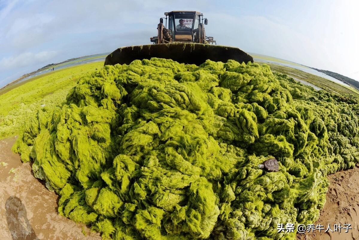 种植利润松茸技术怎么样_种植松茸利润怎么样_松茸种植技术及利润