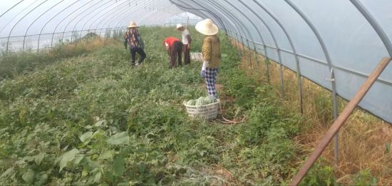 致富经西瓜品种_致富经西瓜种植全视频_致富西瓜品种图片