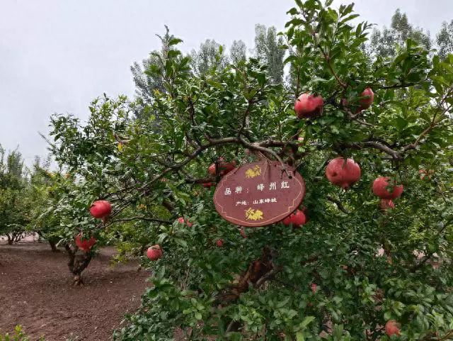 石榴的种植前景与收益_致富石榴种植视频_致富经种植石榴