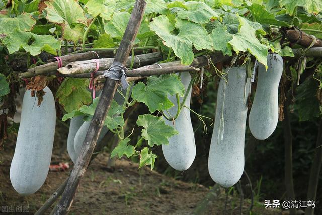 苗冬瓜种植技术要点_冬瓜苗种植技术_冬瓜苗图片