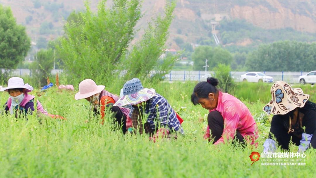 致富药材种植农民视频_农村致富经中药材种植_农民种植药材致富